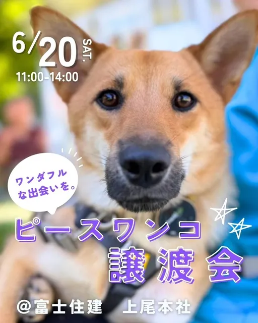 ピースワンコ譲渡会＠富士住建　上尾本社