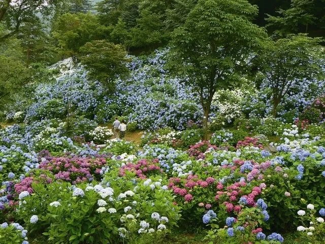 舞鶴自然文化園　アジサイ園開園