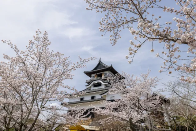 【桜・見ごろ】国宝犬山城2026