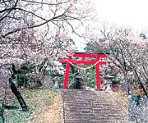 【桜・見ごろ】東照宮（旧松泰寺）境内