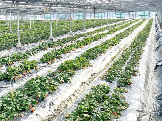 貴志川いちご狩り園　いちご狩り