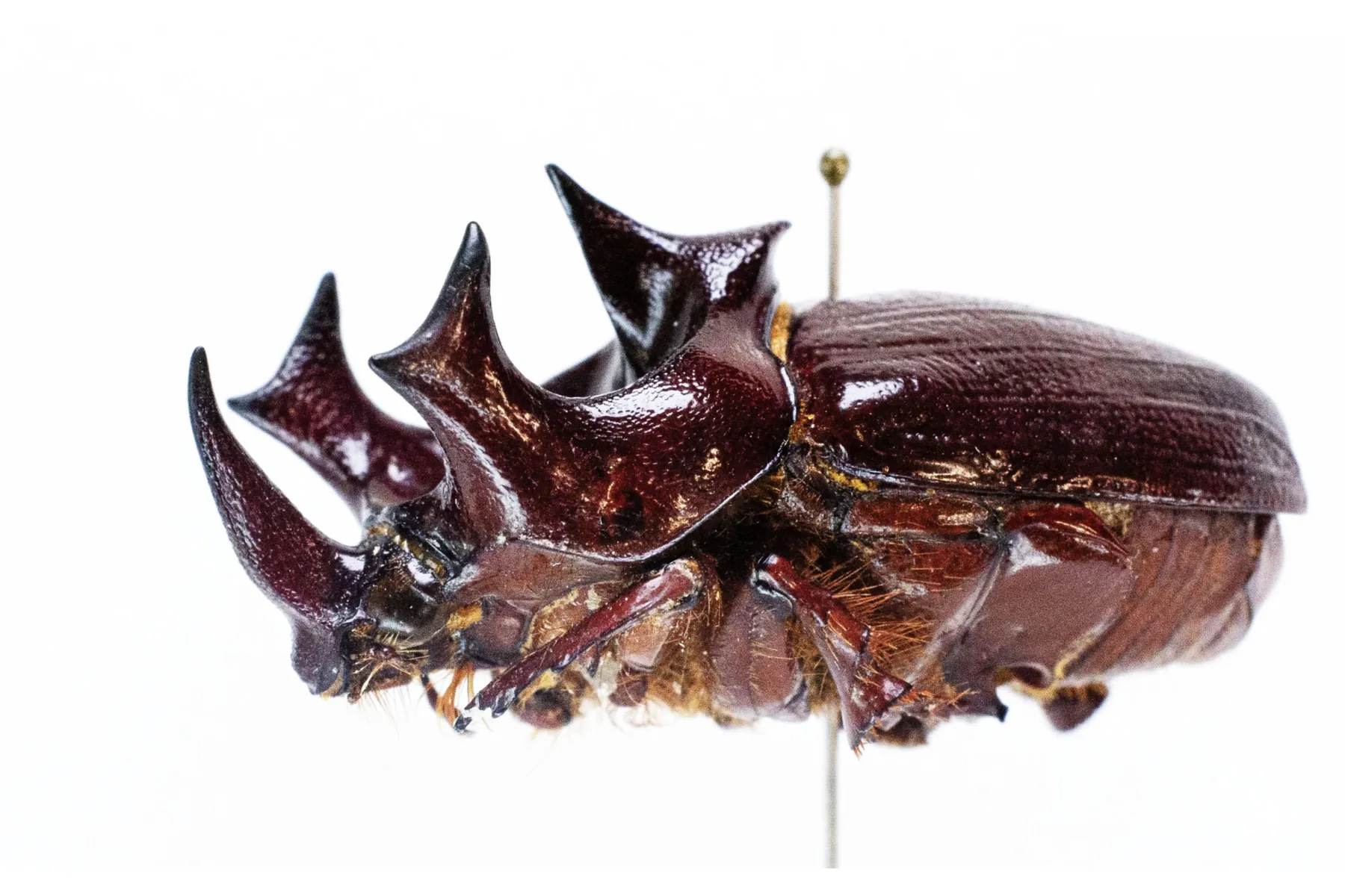 触る！撮る！驚く！ふれあいカブトムシ・クワガタ昆虫展 in ところざわサクラタウン_4