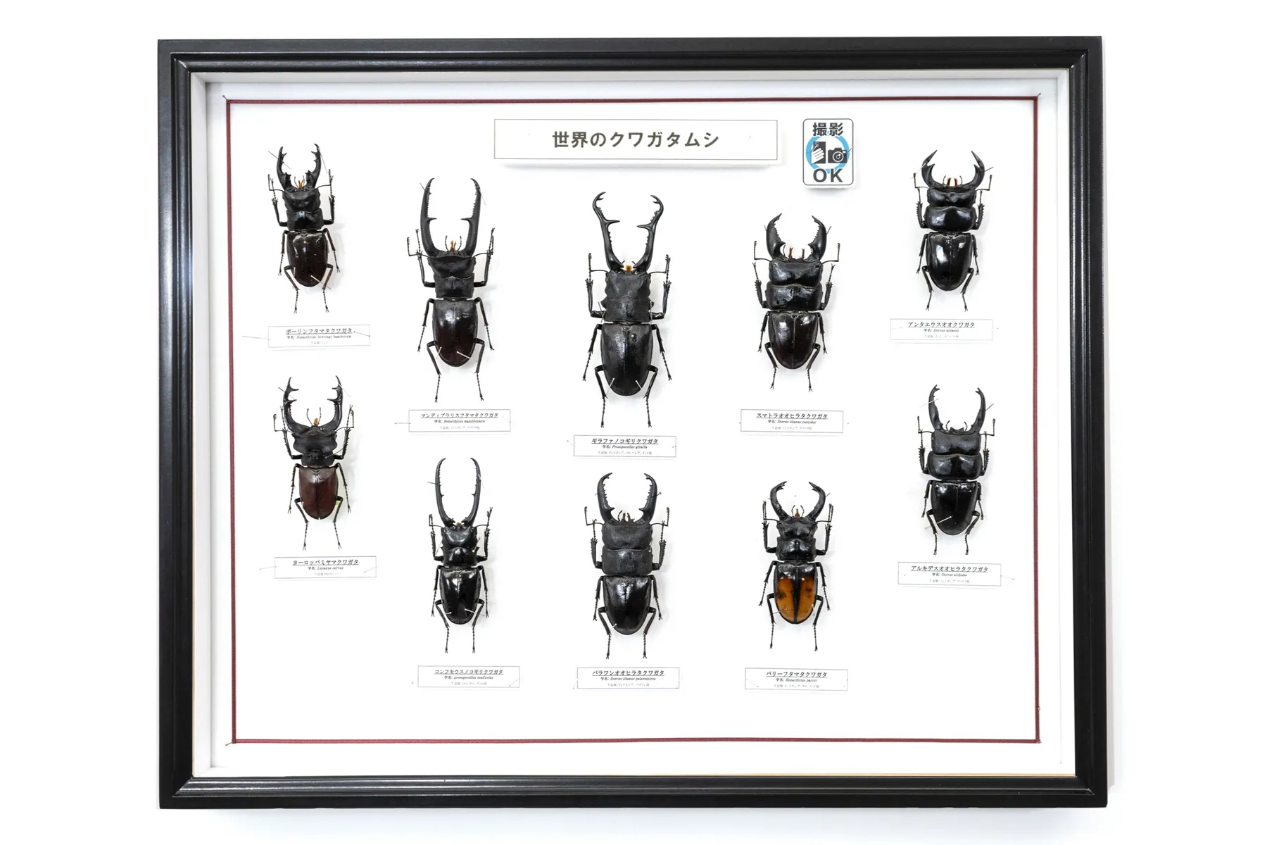 触る！撮る！驚く！ふれあいカブトムシ・クワガタ昆虫展 in ところざわサクラタウン_5