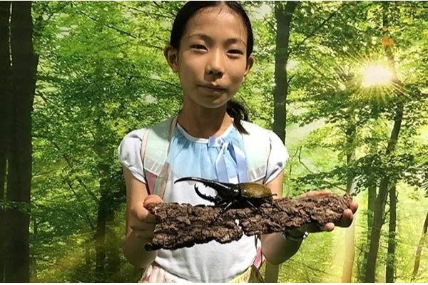 大人気のヘラクレスオオカブト、ニジイロクワガタのいずれか1種類との記念撮影会　※画像はイメージです