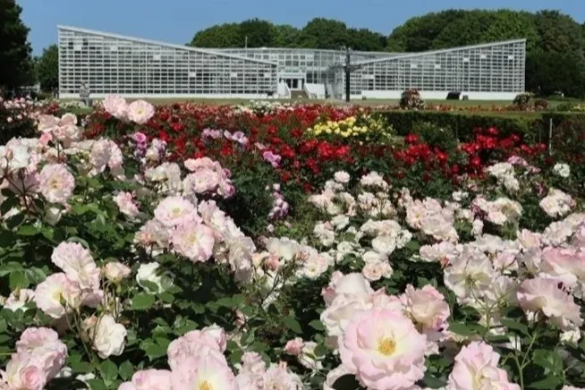 神代植物公園「春のバラフェスタ」_1