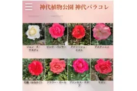 神代植物公園「春のバラフェスタ」_14