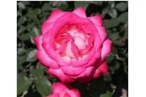 神代植物公園「春のバラフェスタ」_16