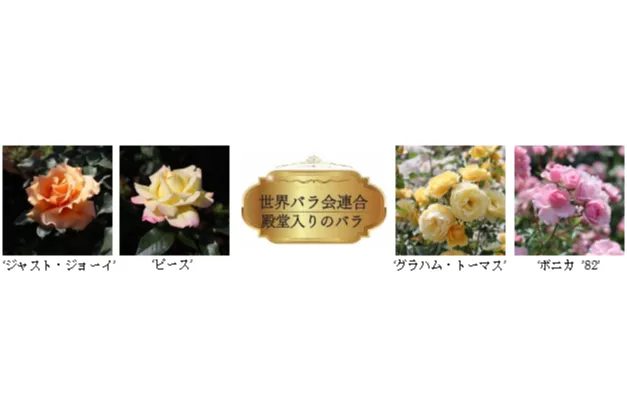 神代植物公園「春のバラフェスタ」_2