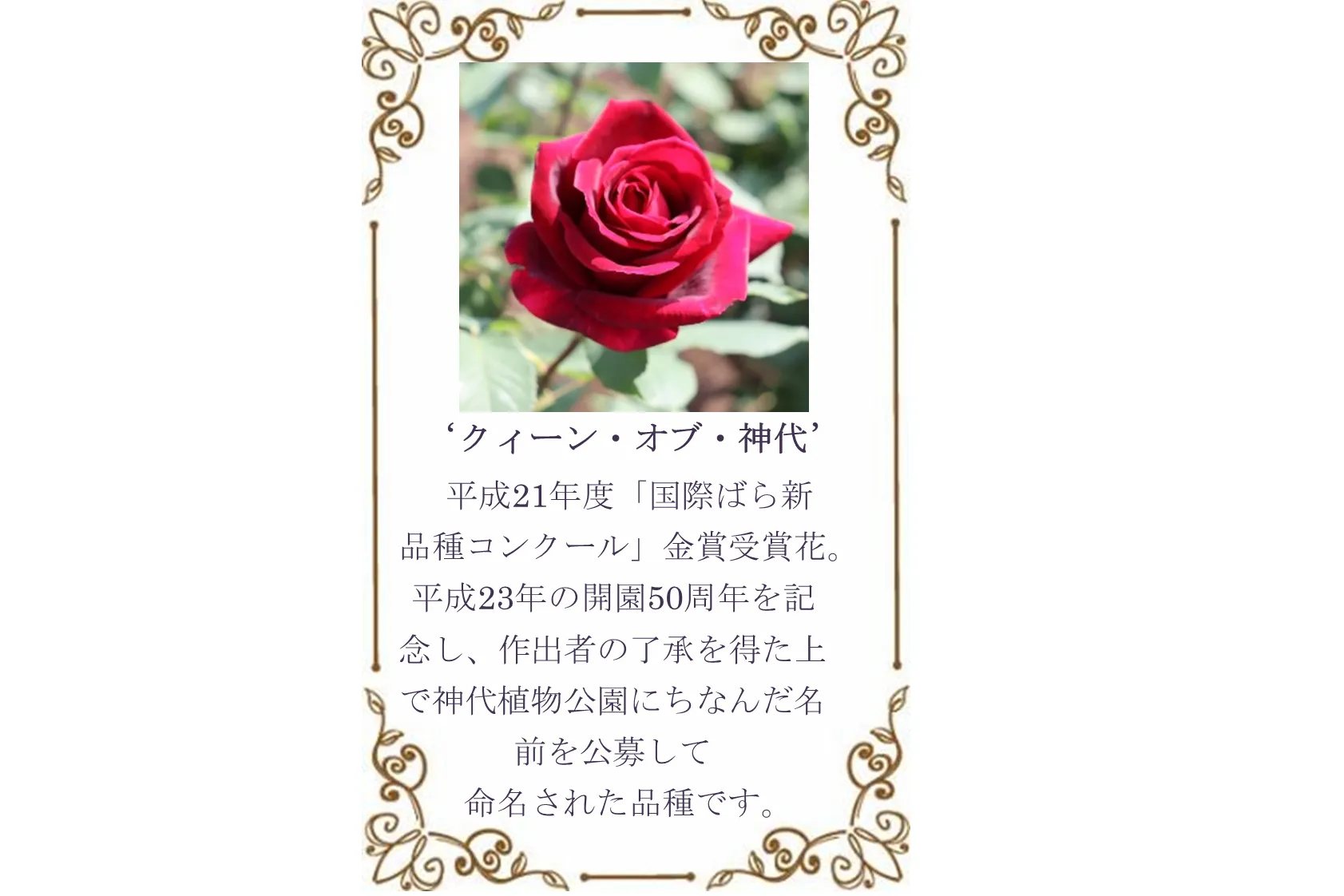 神代植物公園「春のバラフェスタ」_3