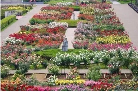 神代植物公園「春のバラフェスタ」_4