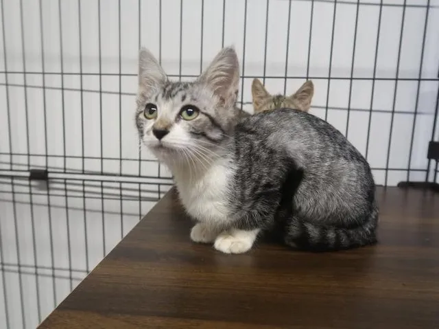 広島県動物愛護センター 猫の譲渡会（8月）