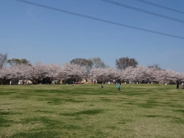 【桜・見ごろ】キサイフーズはなさきふれあいパーク