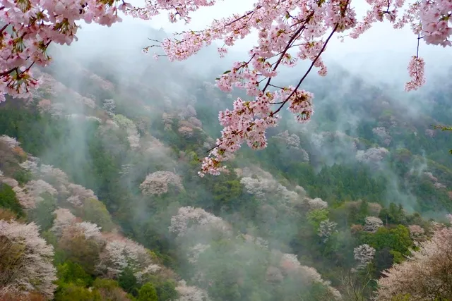 桜・見ごろ】相津峠のヤマザクラ