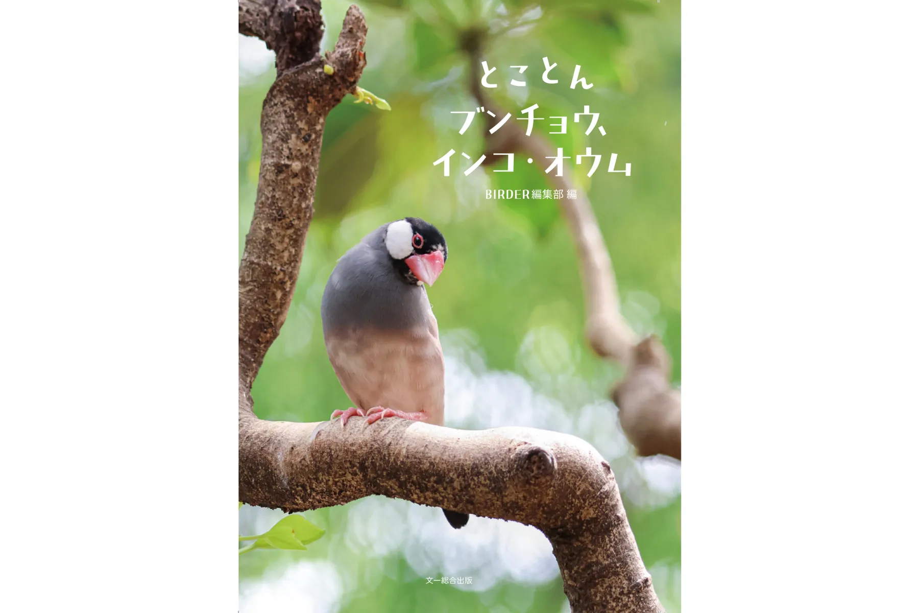 新宿ことりまつり_3