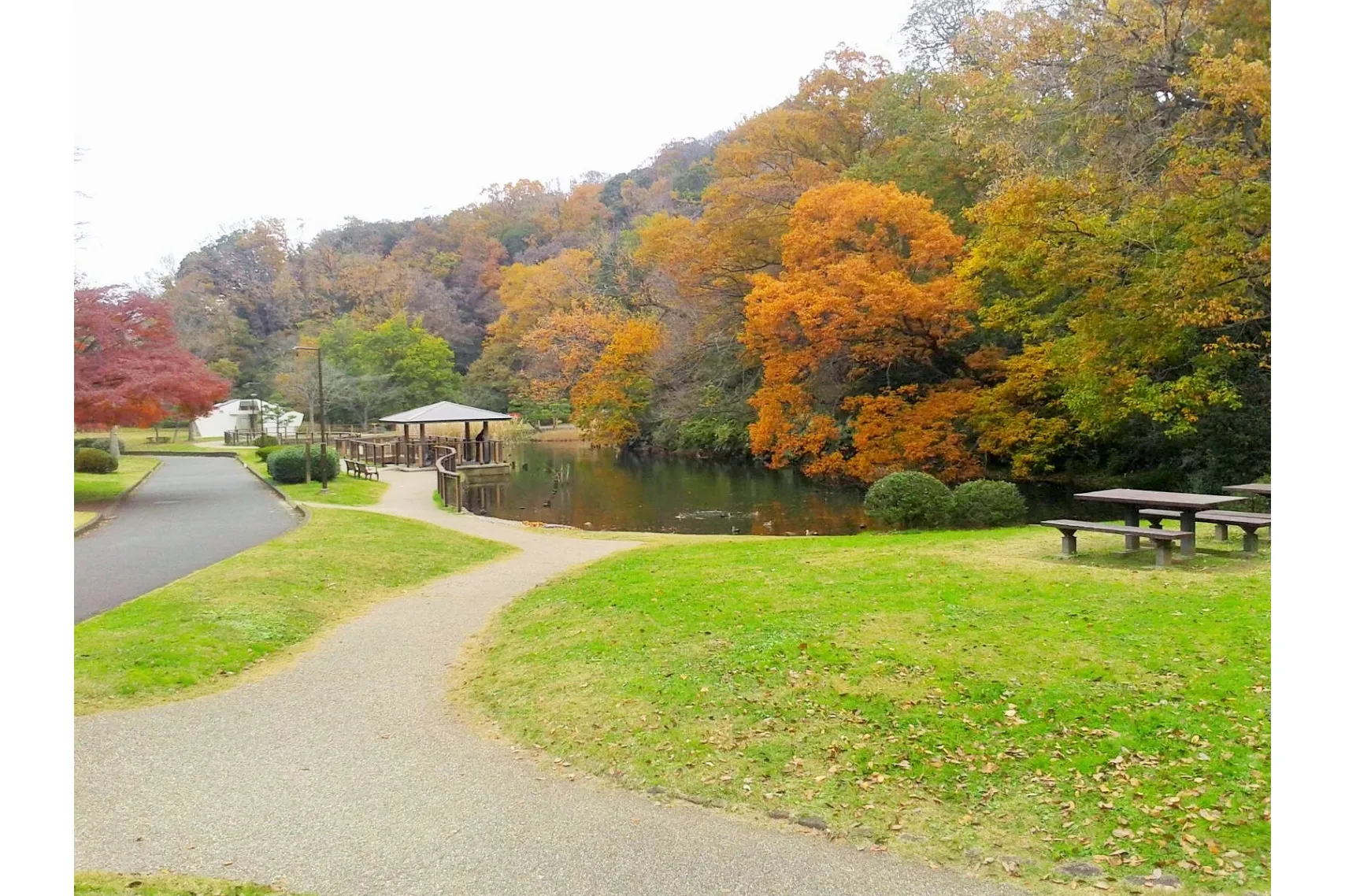 久良岐公園の紅葉情報_1