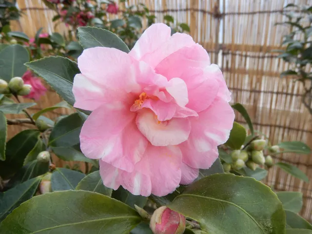 国立歴史民俗博物館　くらしの植物苑　特別企画「冬の華・サザンカ」