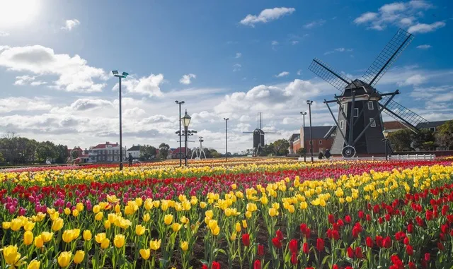 チューリップセレブレーション