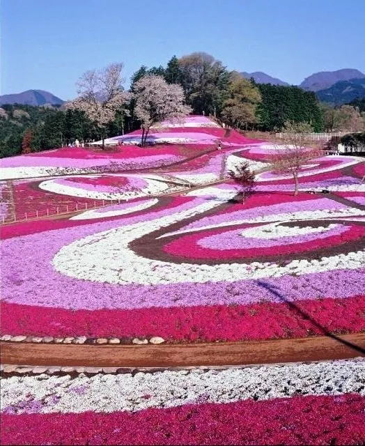 みさと芝桜公園