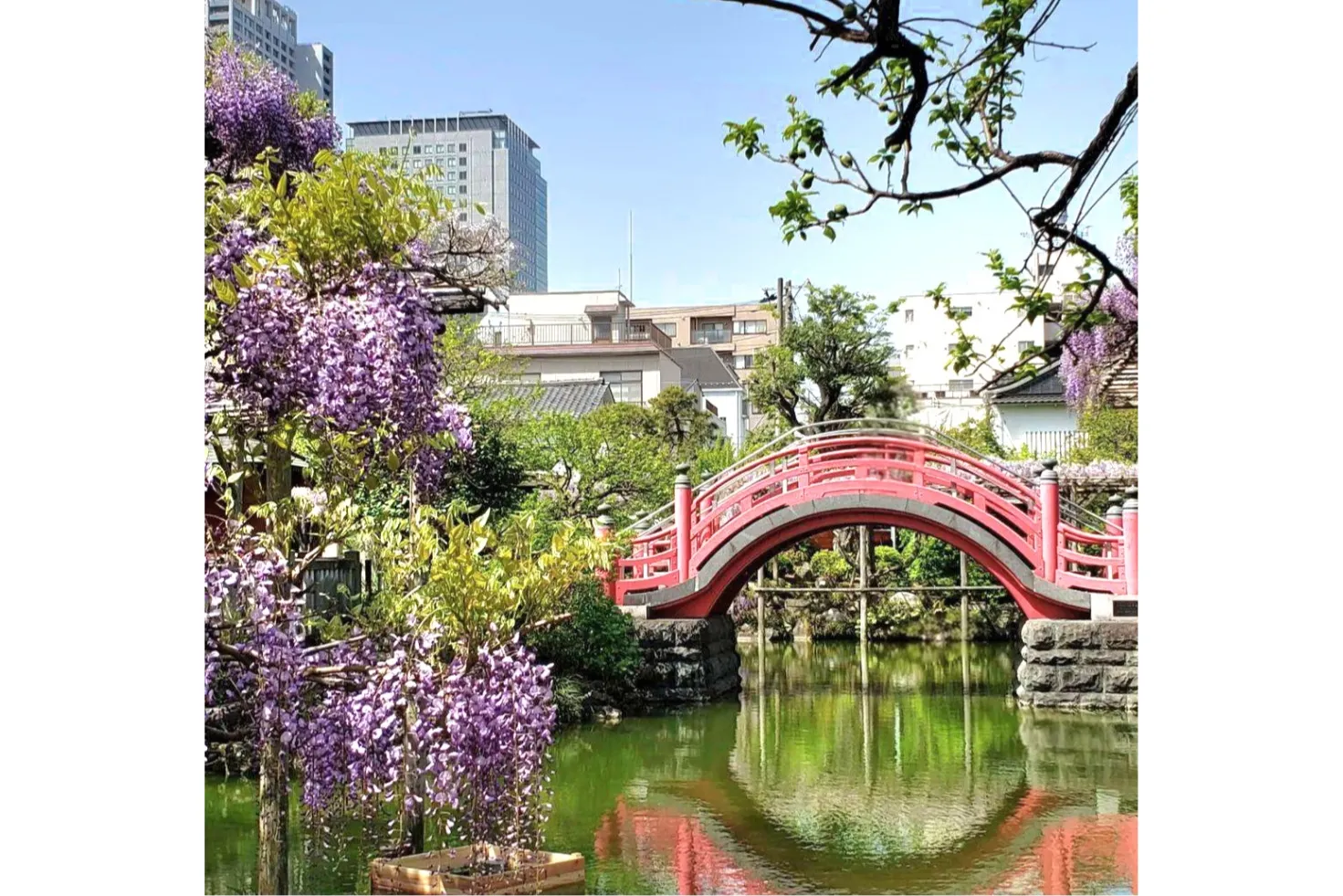 亀戸天神社　藤まつり　学業講祭_1