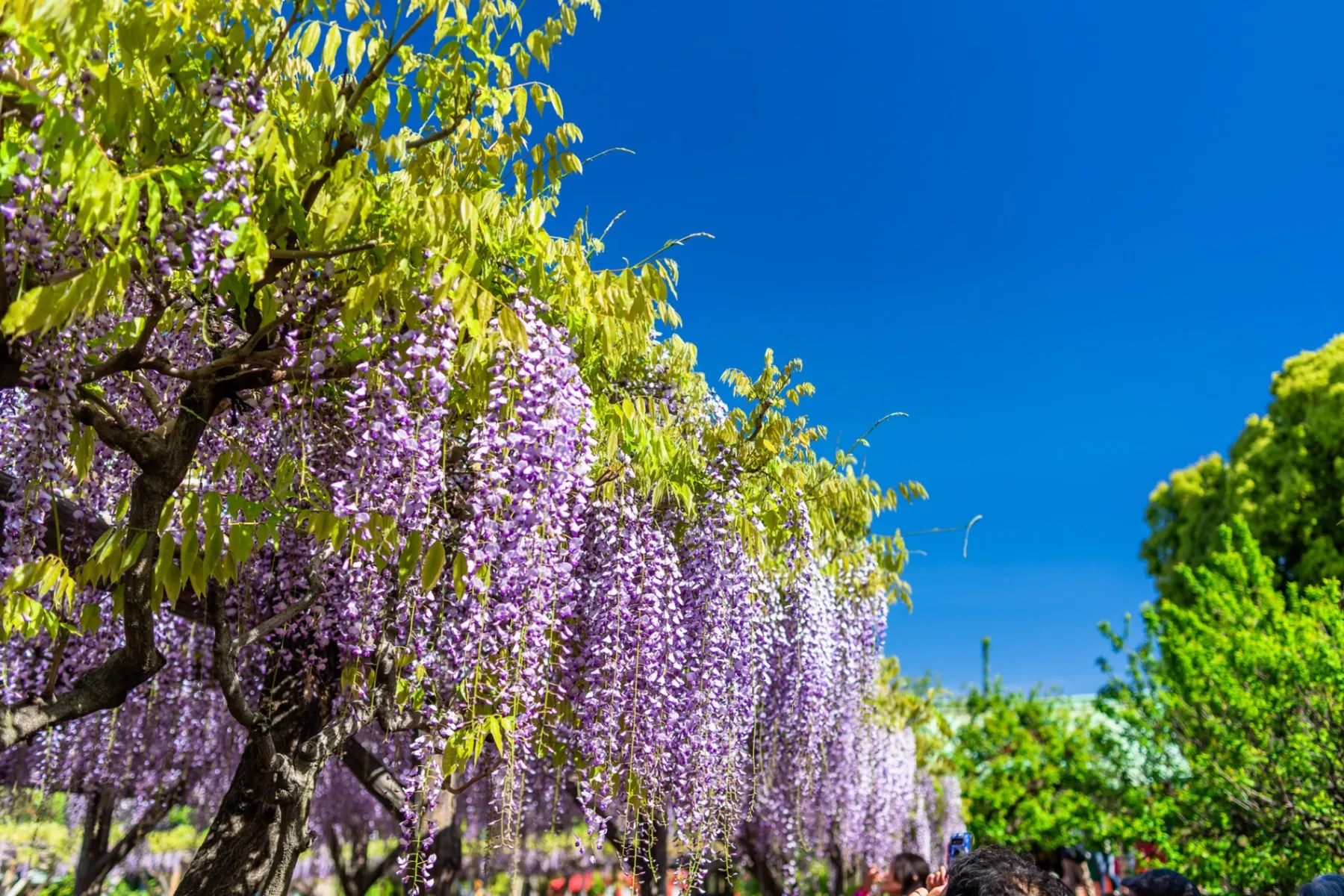 亀戸天神社　藤まつり　学業講祭_4