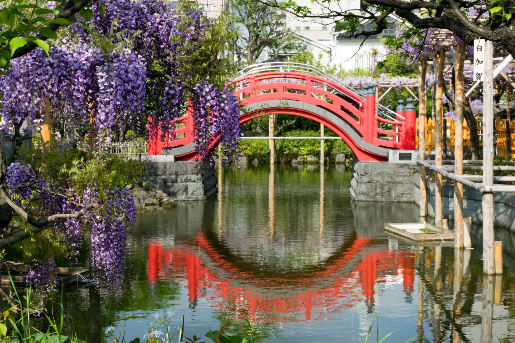 亀戸天神社　藤まつり　学業講祭_5