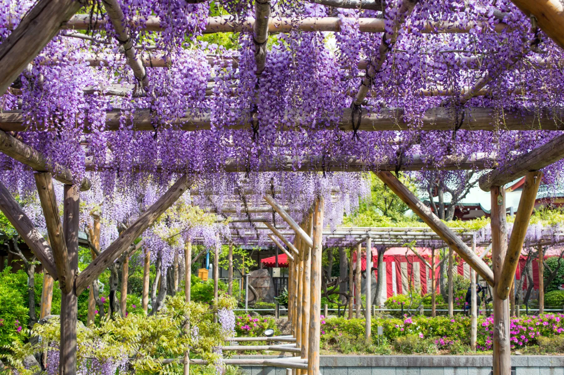 亀戸天神社　藤まつり　学業講祭_6