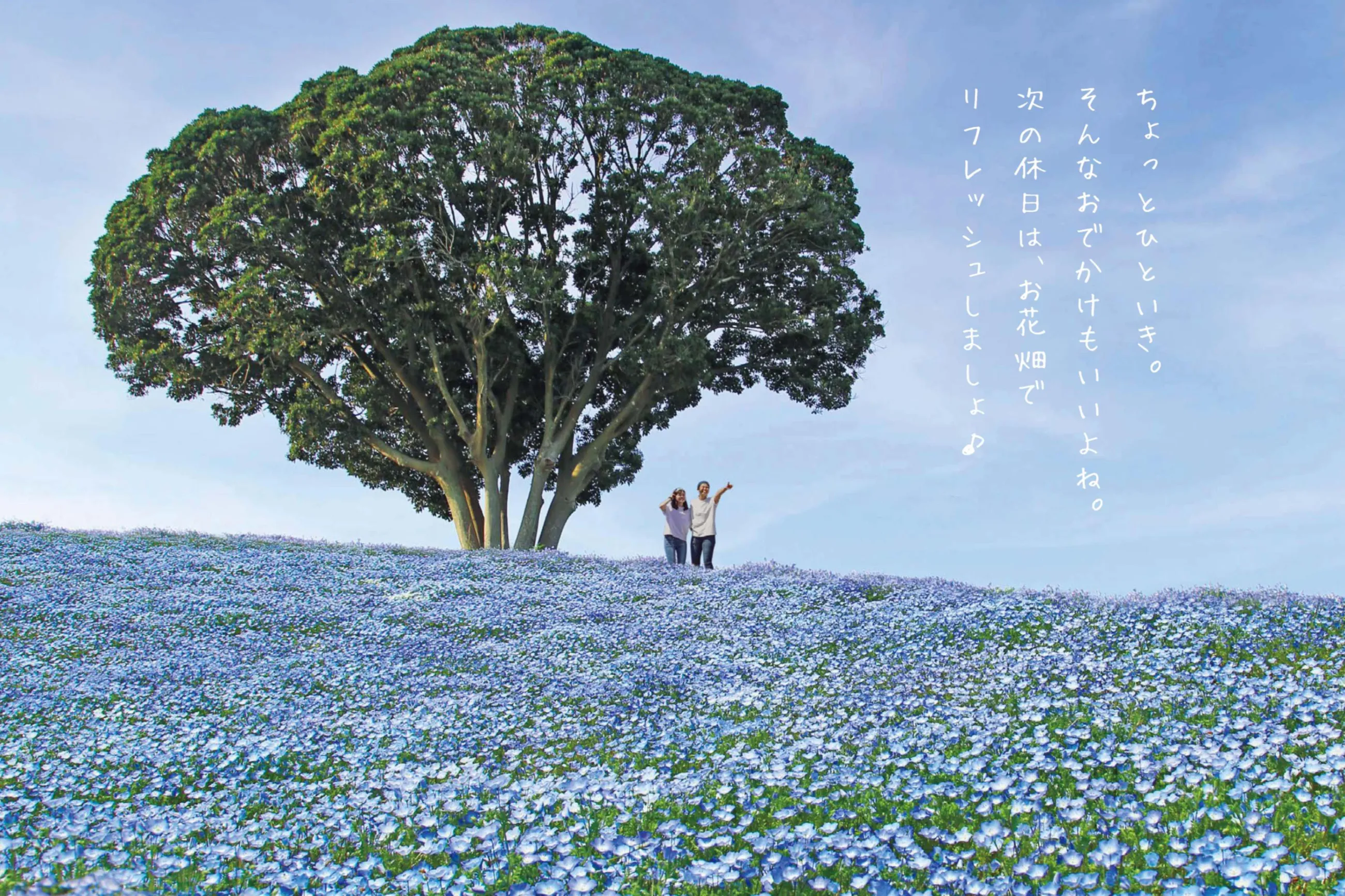 マザー牧場 ネモフィラの見頃