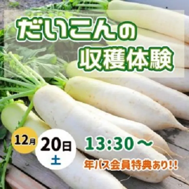 だいこんの収穫体験