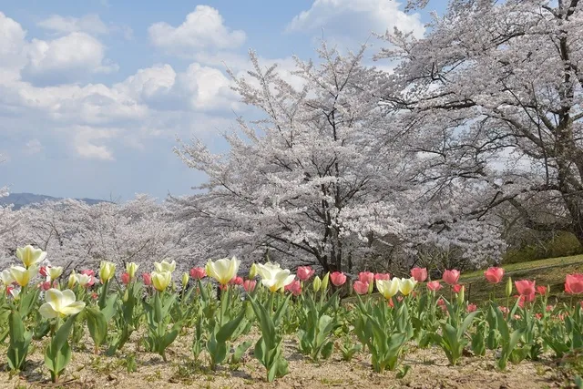 大森城山公園さくらまつり2026