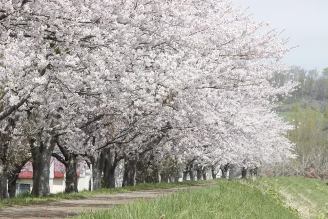 第11回余市川桜まつり
