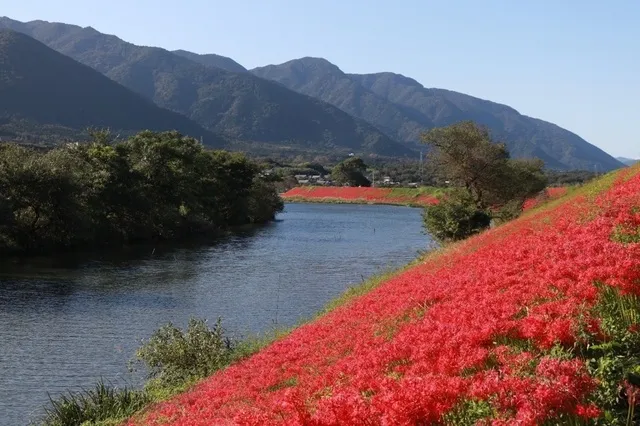 津屋川ひがん花まつり