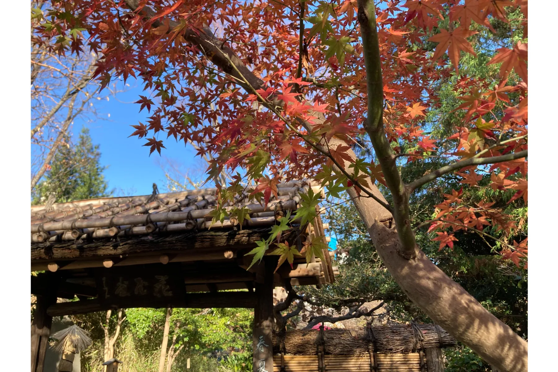 向島百花園の紅葉情報_1