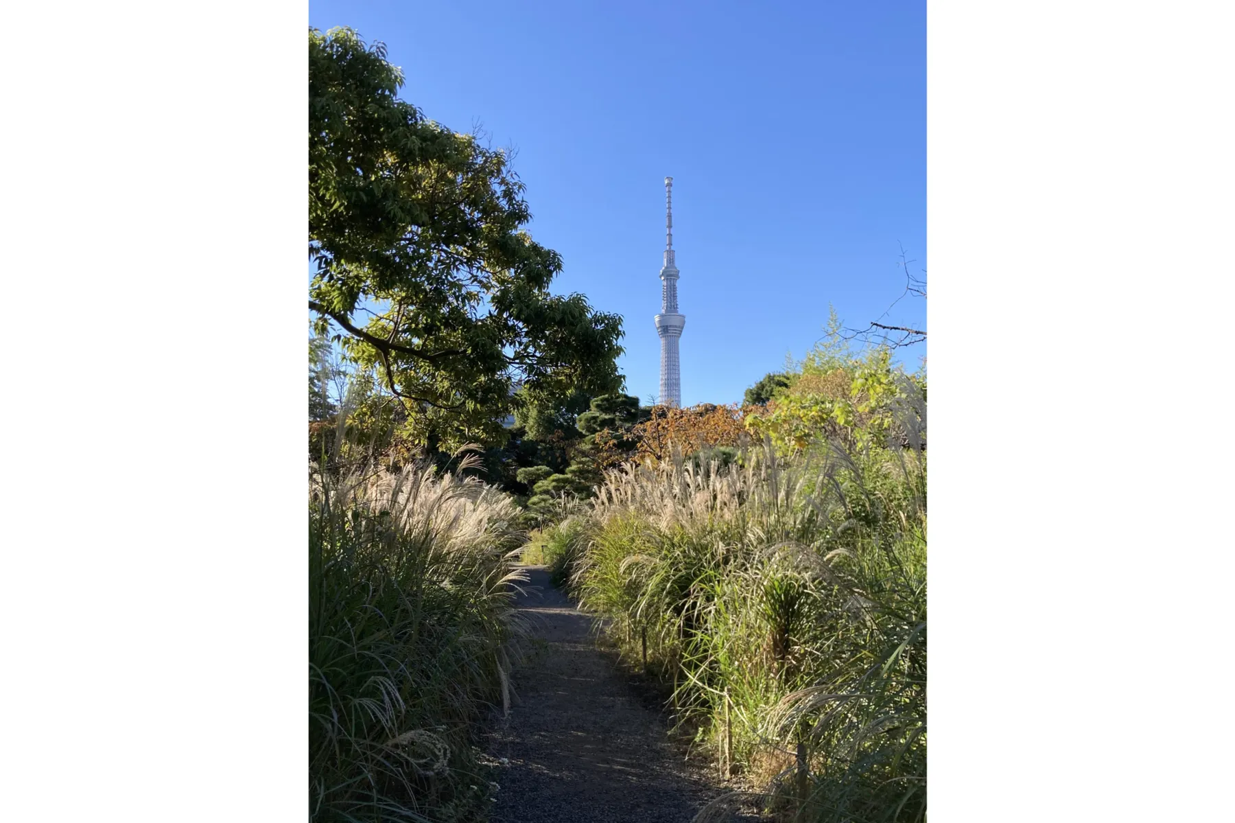 向島百花園の紅葉情報_2