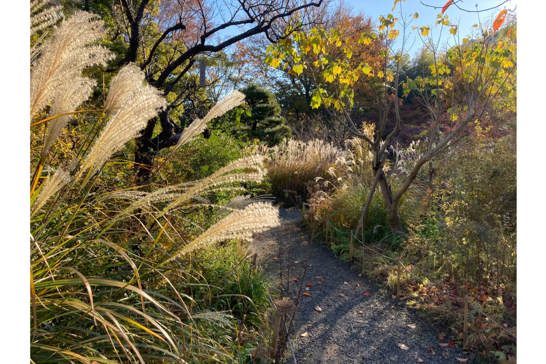 向島百花園の紅葉情報_3