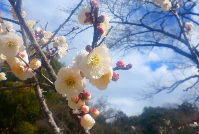 【花・見ごろ】枚岡梅林