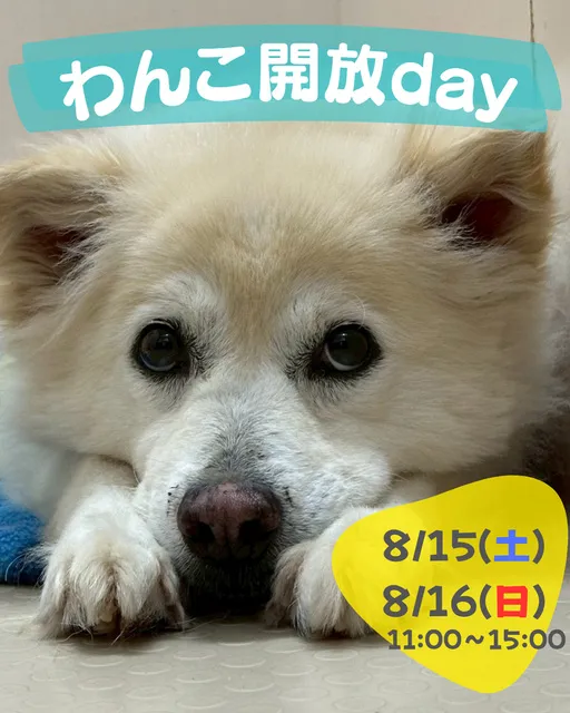 わんこ開放day　(8月)