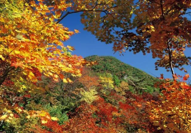 【紅葉・見ごろ】紅葉山