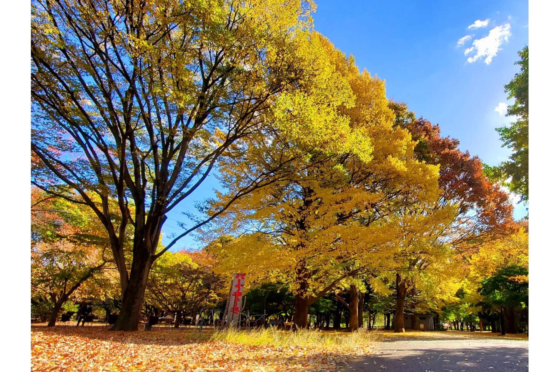 小金井公園の紅葉情報_1