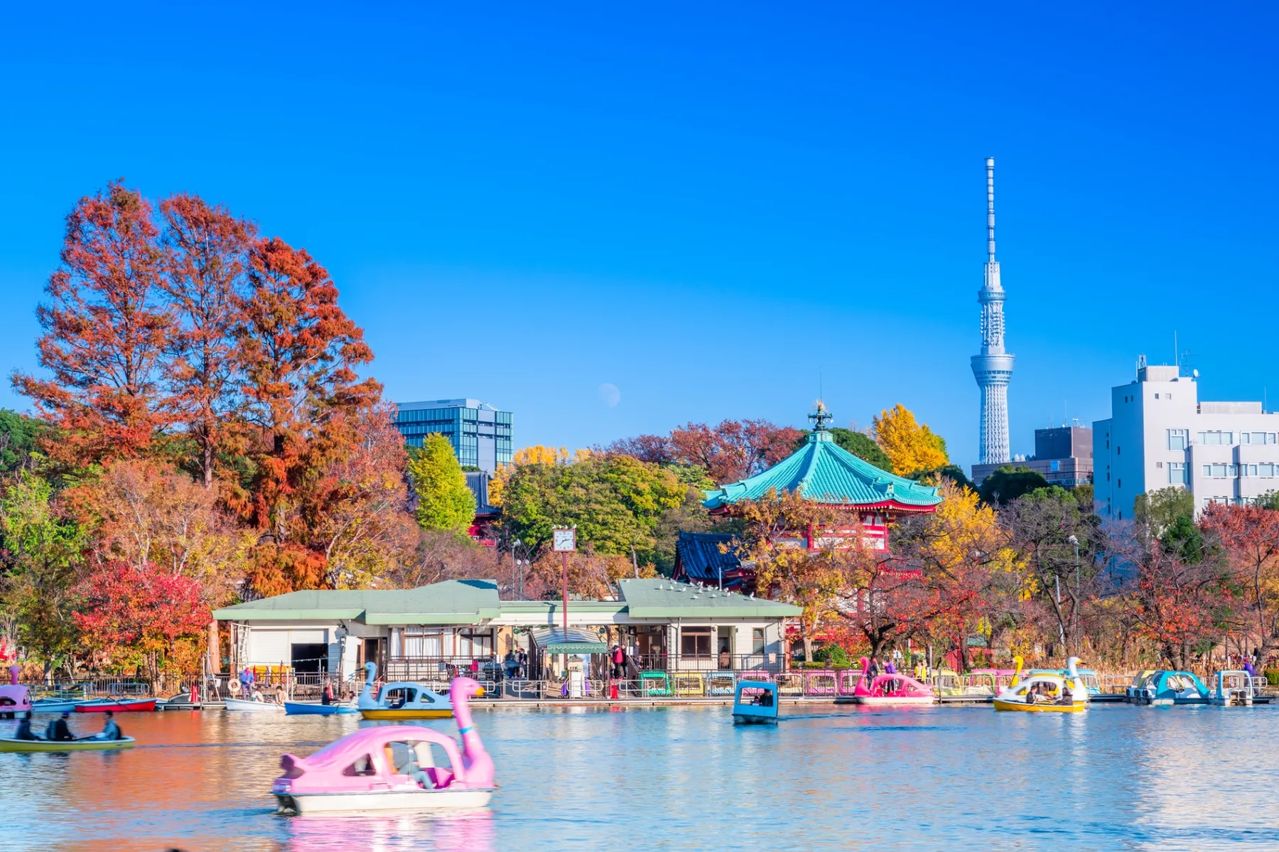 上野恩賜公園（上野公園）の紅葉情報_1