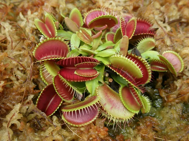 食虫植物展