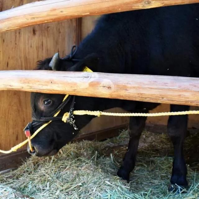 防府天満宮　節分祭　牛替神事