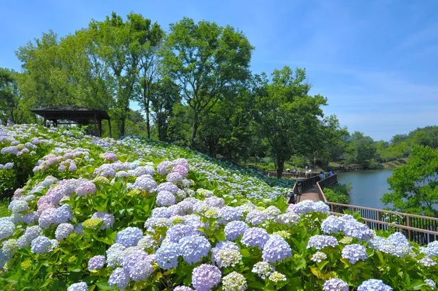 国営讃岐まんのう公園 あじさいまつり