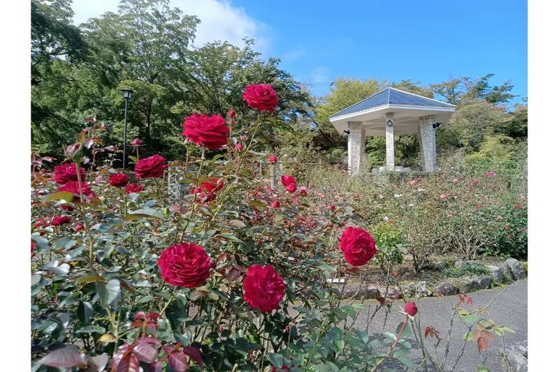 秋バラ 見頃【箱根強羅公園】