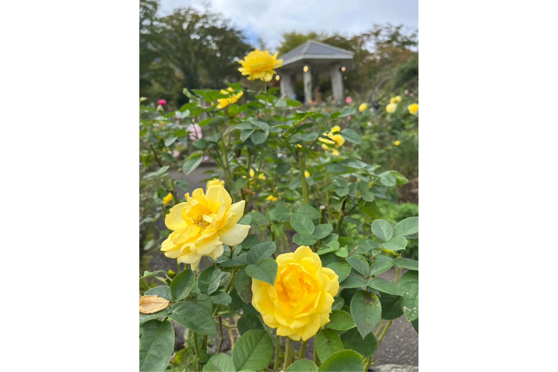秋バラ 見頃【箱根強羅公園】_3