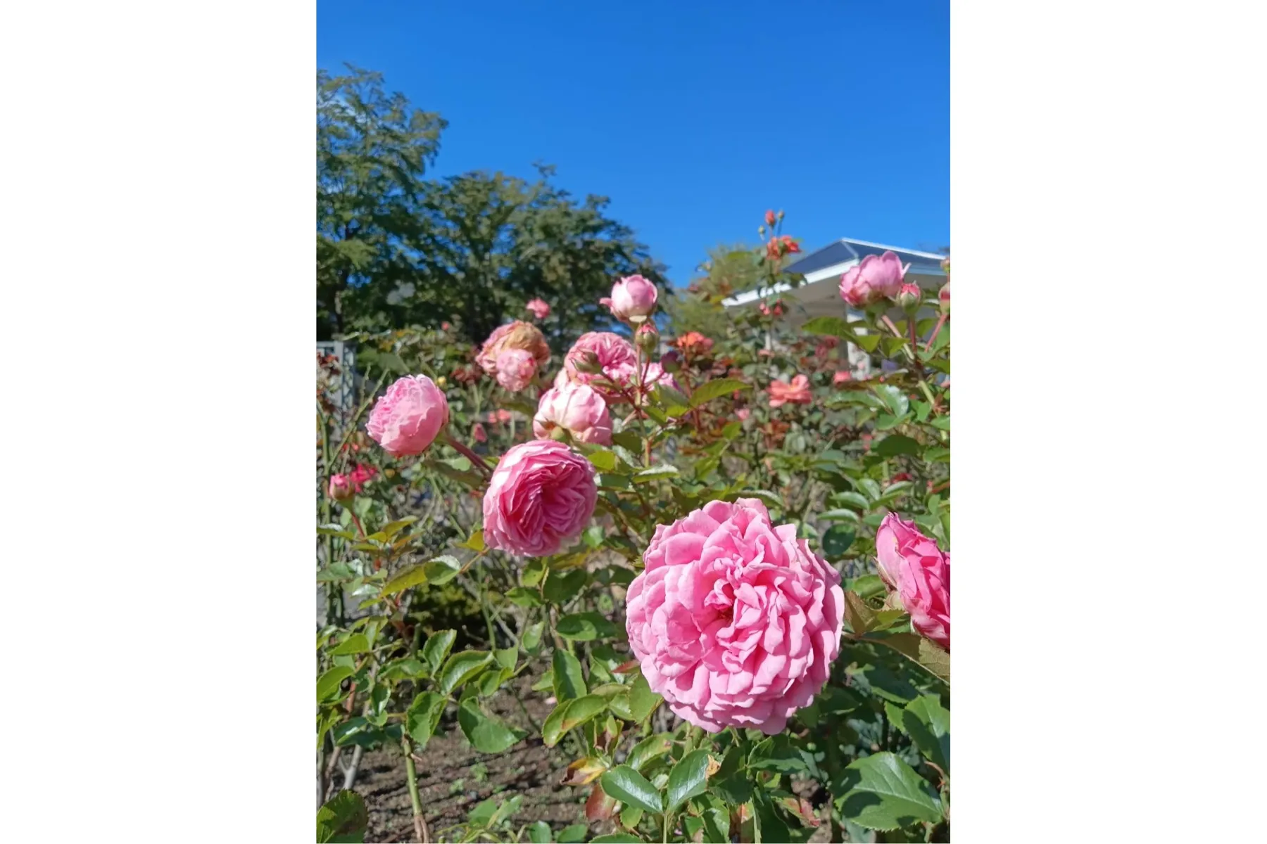秋バラ 見頃【箱根強羅公園】_4