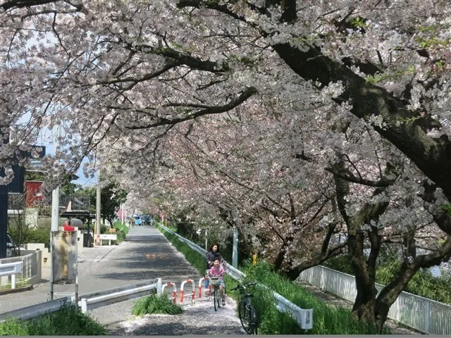 【桜・見ごろ】花水川_1