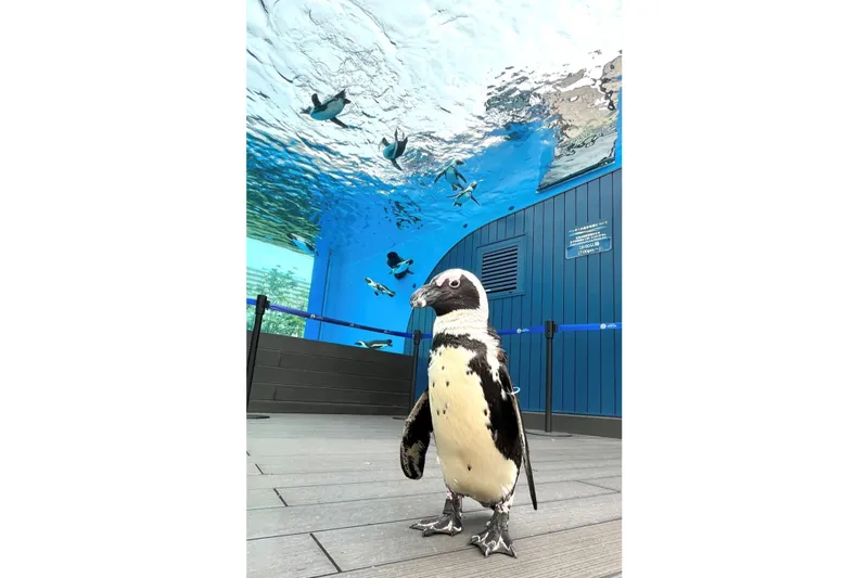 サンシャイン水族館　爽快夏まつり2026_6