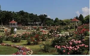 【花・見ごろ】敷島公園門倉テクノばら園のバラ_1