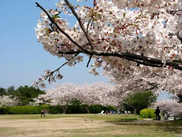 【桜・見ごろ】老の山公園