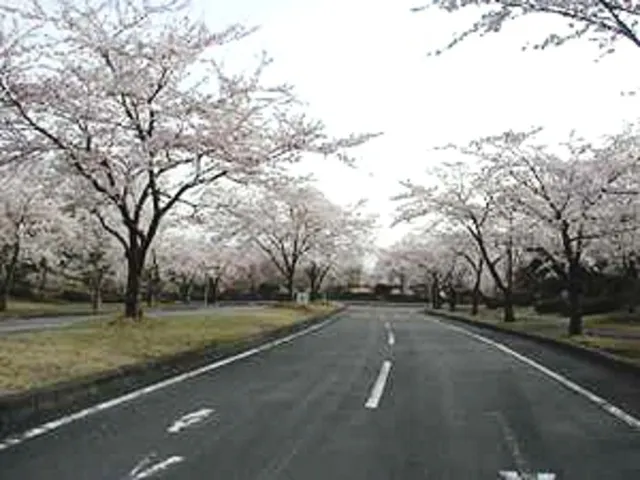 【桜・見ごろ】富士桜自然墓地公園